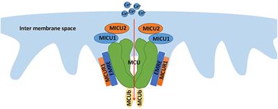 MCU-Dependent mROS Generation Regulates Cell Metabolism and Cell Death Modulated by the AMPK/PGC-1α/SIRT3 Signaling Pathway